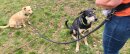 Sport Vibrations® Daily Bag – Hüfttasche mit Trinkflaschenhalterung und Leckerlibeutel für Hundespaziergänge und Hundezubehör