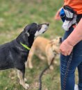 Sport Vibrations® Daily Bag – Hüfttasche mit Trinkflaschenhalterung und Leckerlibeutel für Hundespaziergänge und Hundezubehör