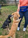 Sport Vibrations® Daily Bag – Hüfttasche mit Trinkflaschenhalterung und Leckerlibeutel für Hundespaziergänge und Hundezubehör