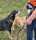 Sport Vibrations® Daily Bag – Hüfttasche mit Trinkflaschenhalterung und Leckerlibeutel für Hundespaziergänge und Hundezubehör