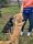 Sport Vibrations® Daily Bag – Hüfttasche mit Trinkflaschenhalterung und Leckerlibeutel für Hundespaziergänge und Hundezubehör
